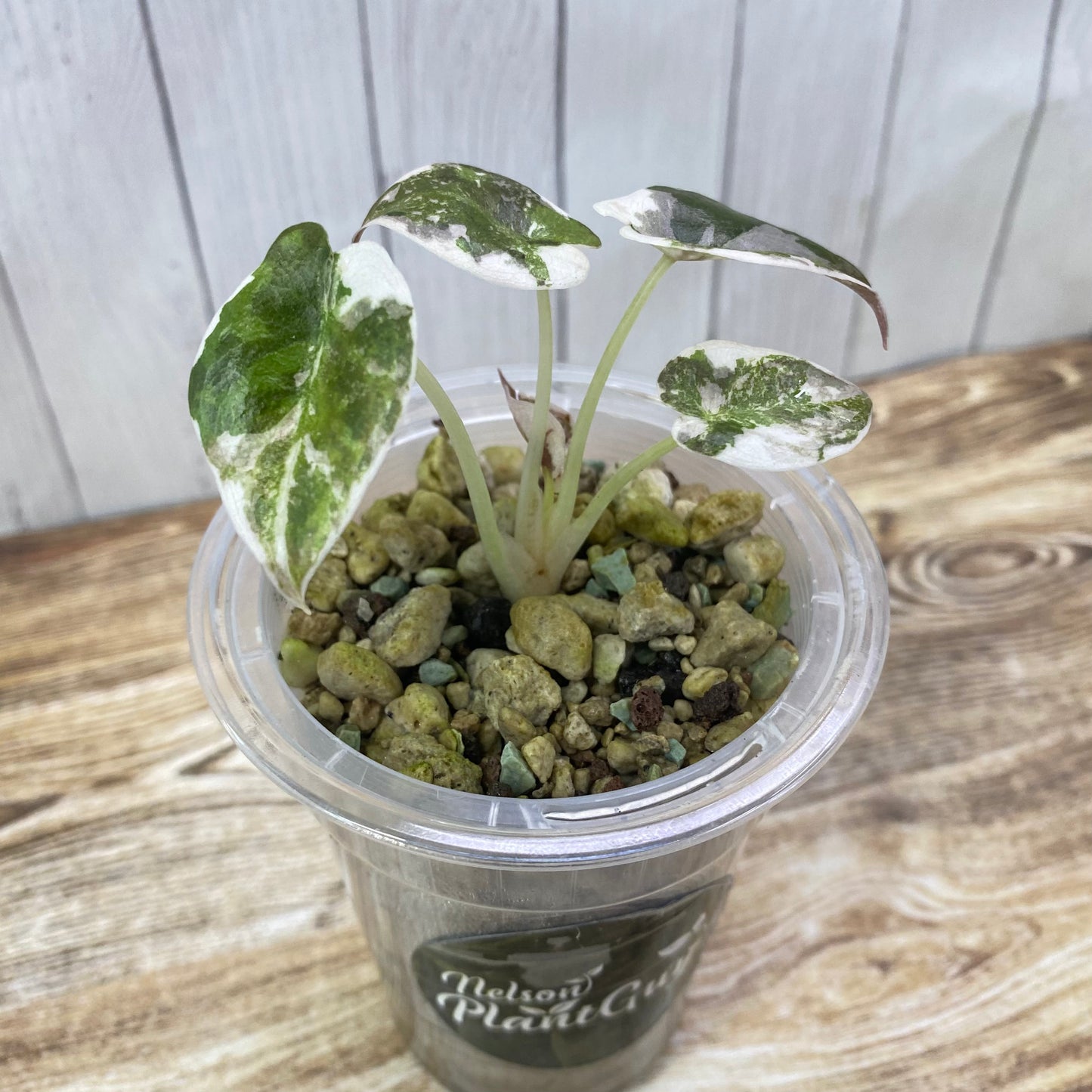 Alocasia Cuprea Pink Variegated - Private Collection Release
