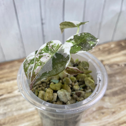 Alocasia Cuprea Pink Variegated - Private Collection Release