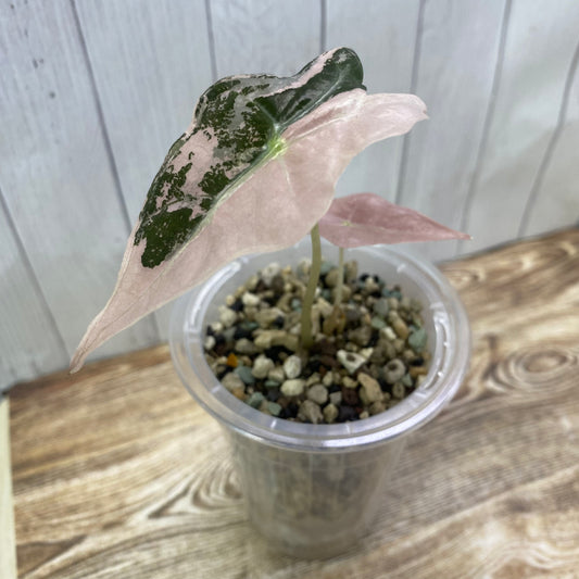 Alocasia Pink Nobilis - F