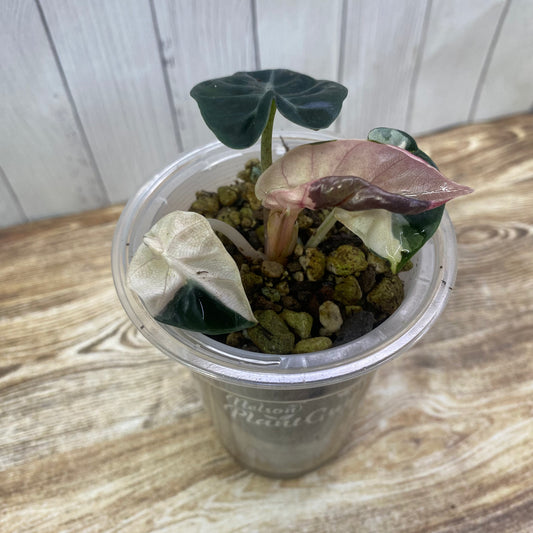 Alocasia Heart Balloon Pink Variegated - D