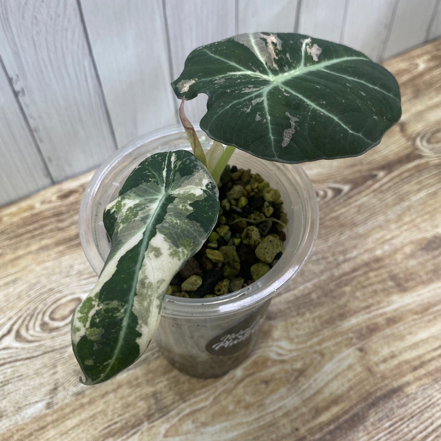 Alocasia Black Velvet Pink