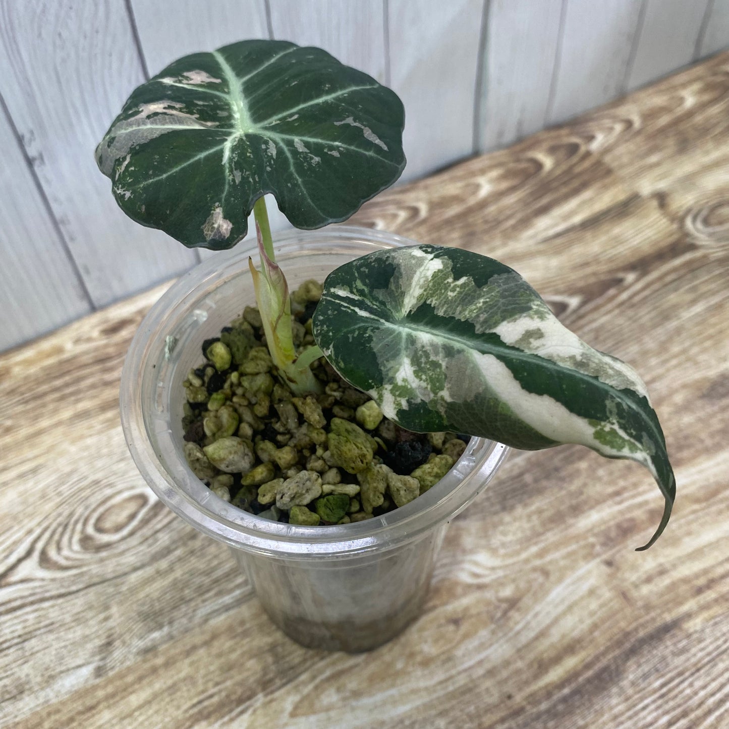 Alocasia Black Velvet Pink