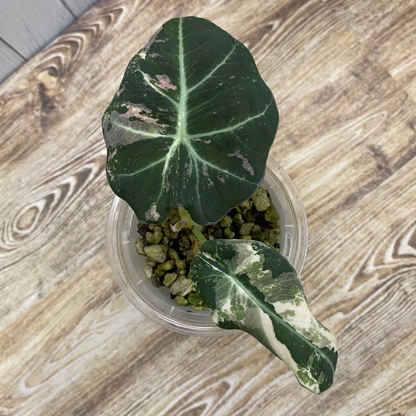 Alocasia Black Velvet Pink