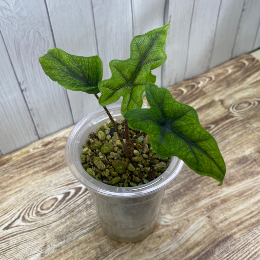 Alocasia Jacklyn - B