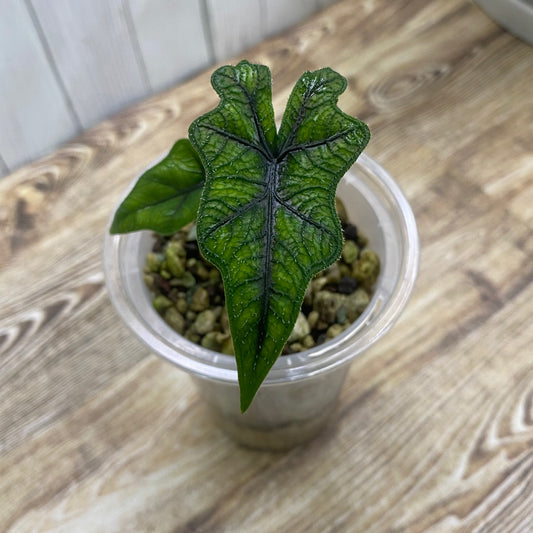 Alocasia Jacklyn - C