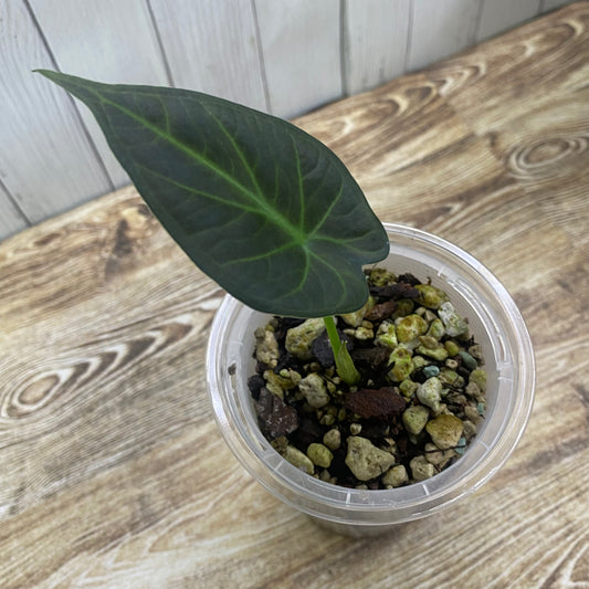 Alocasia Regal Shields - C