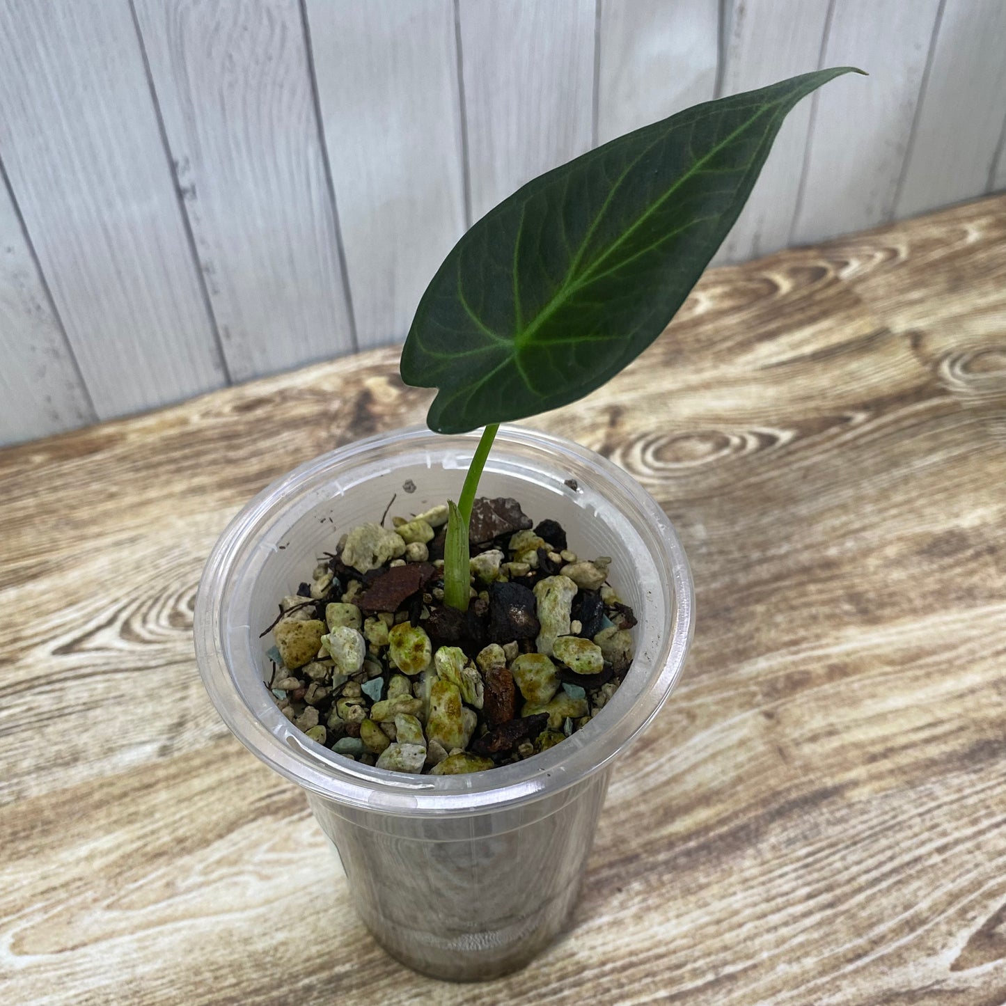 Alocasia Regal Shields - C