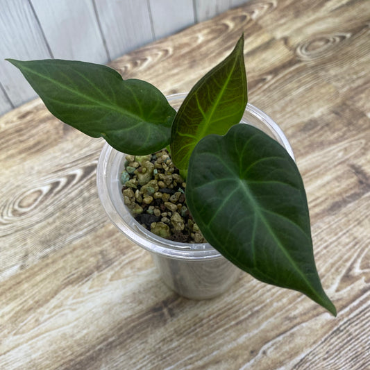 Alocasia Regal Shields - D