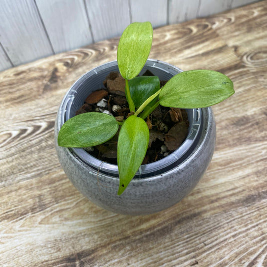 Philodendron Whipple Way - B