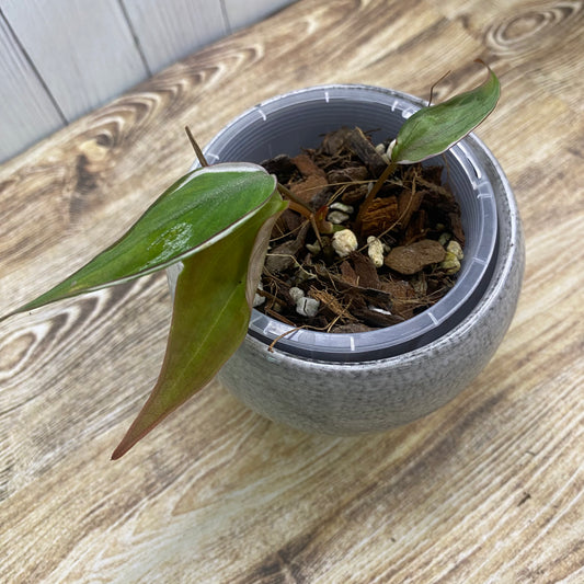 Philodendron Halo Velvet Micans Variegated - L