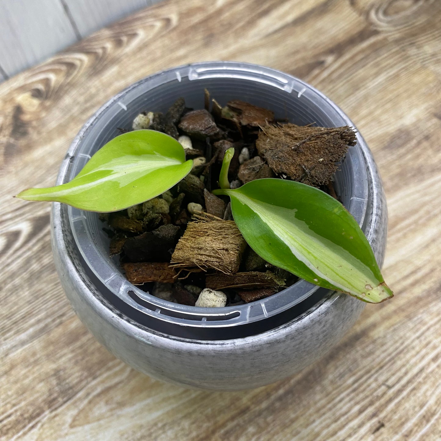 Philodendron Rio