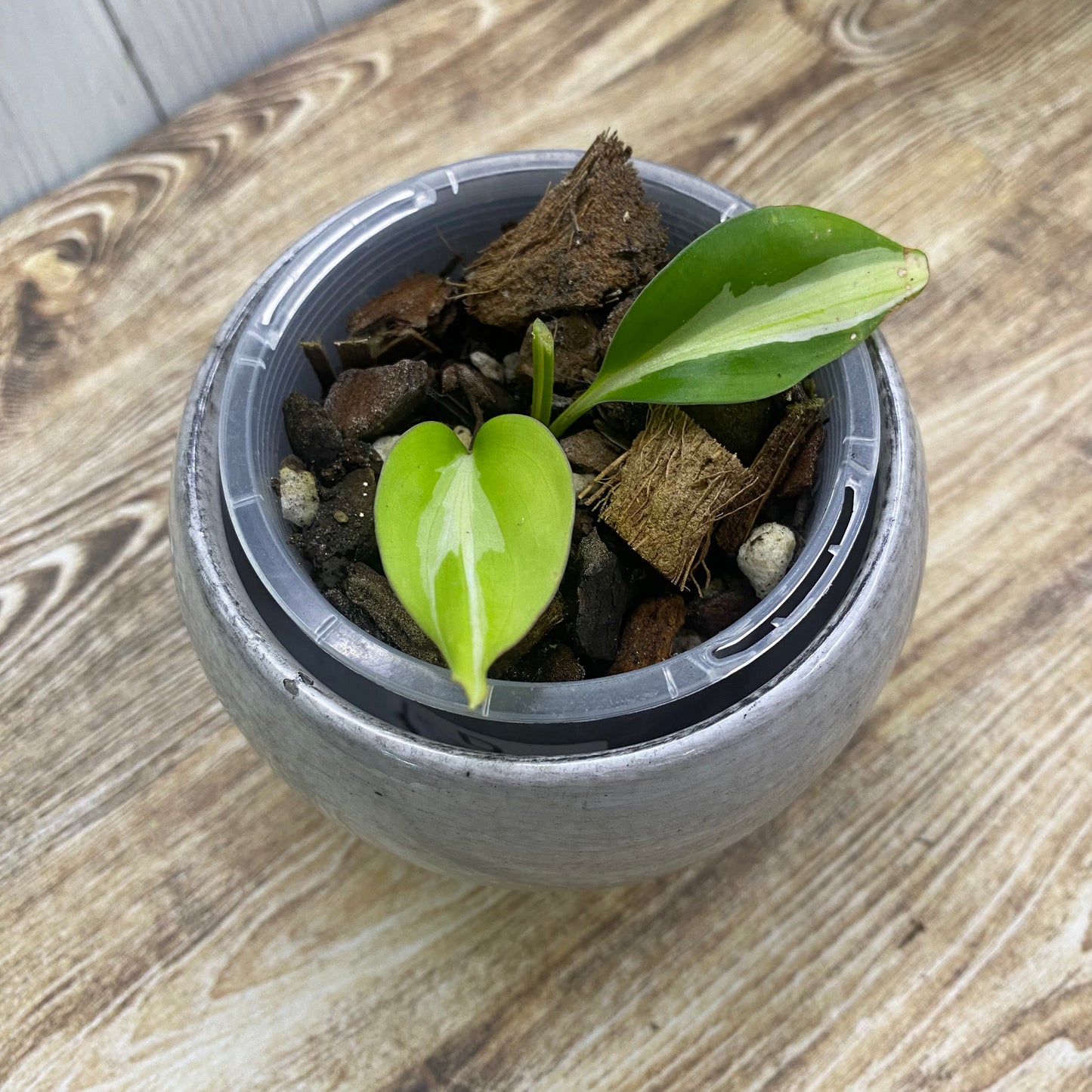 Philodendron Rio