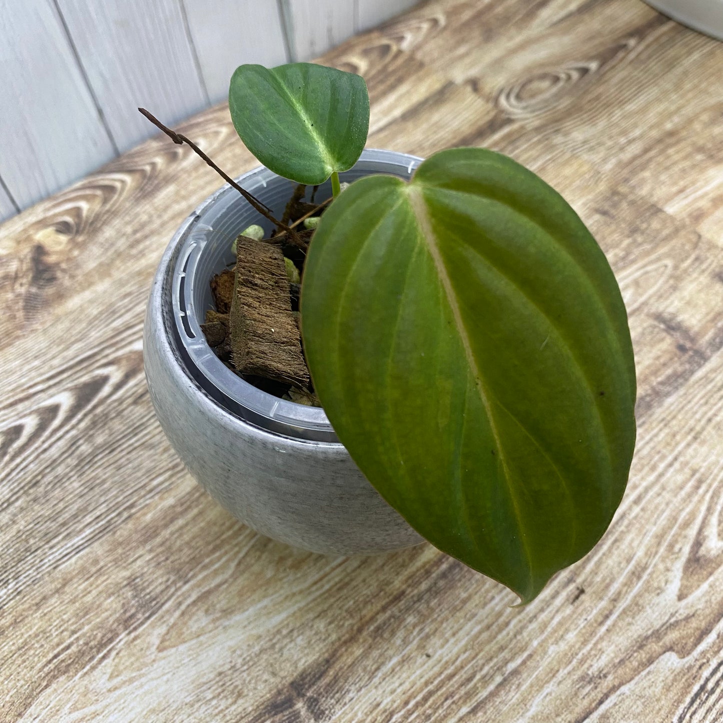 Philodendron Glorious - I