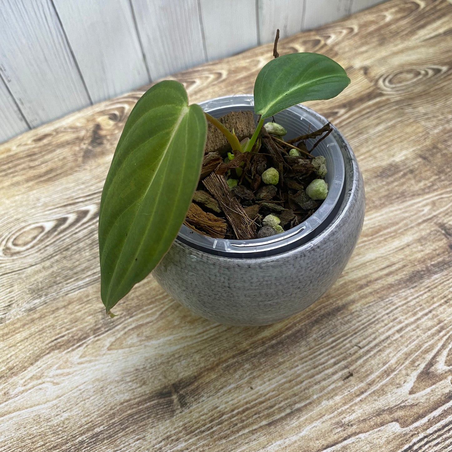 Philodendron Glorious - I
