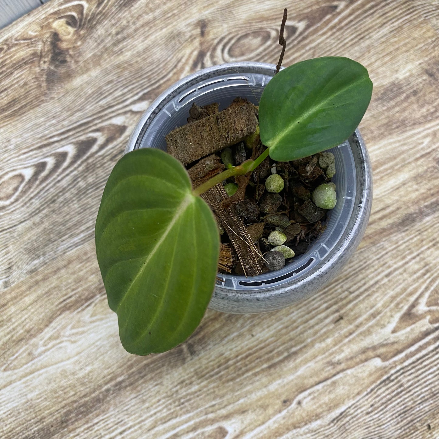 Philodendron Glorious - I
