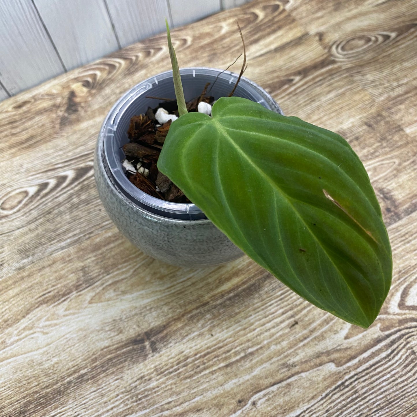 Philodendron Splendid - K