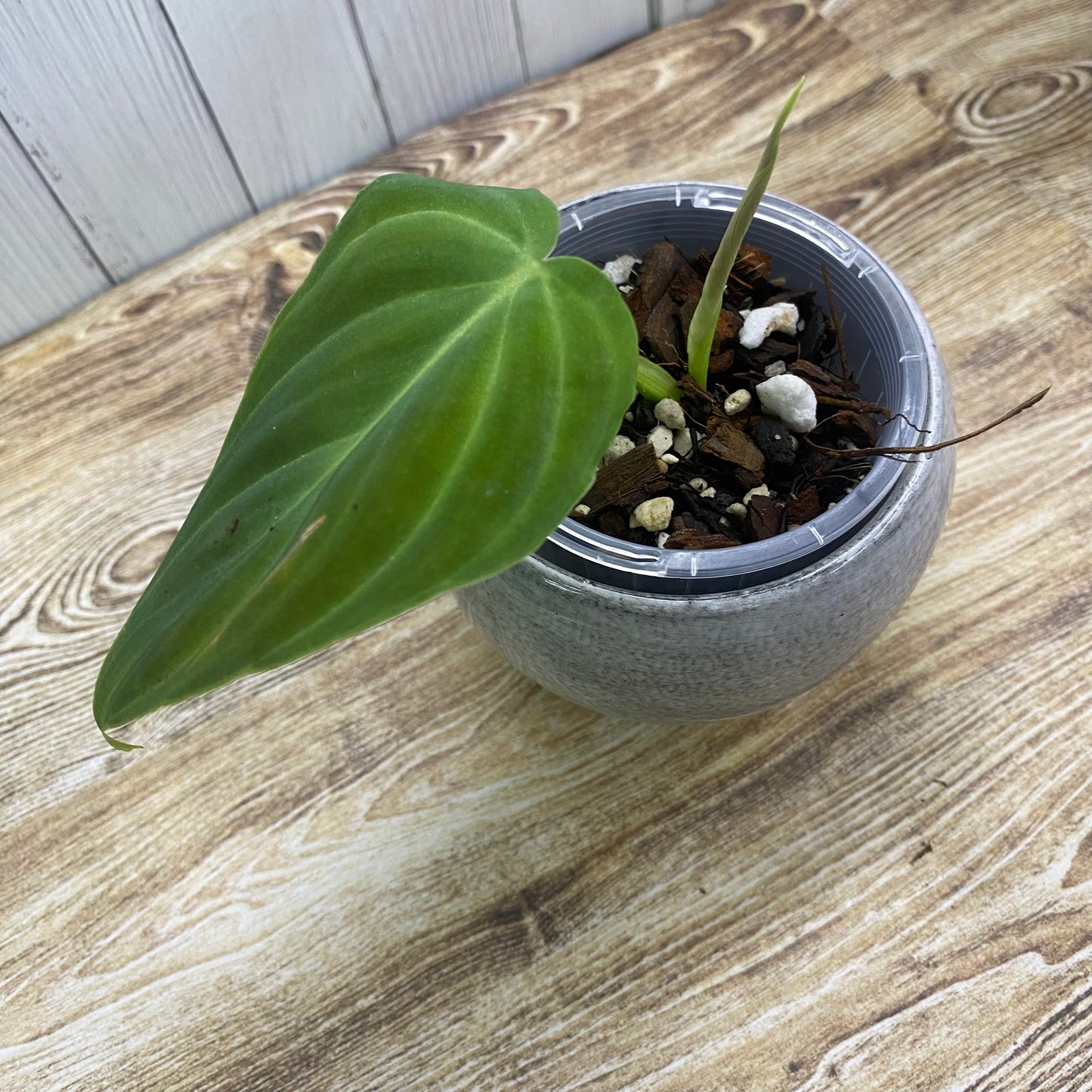 Philodendron Splendid - K