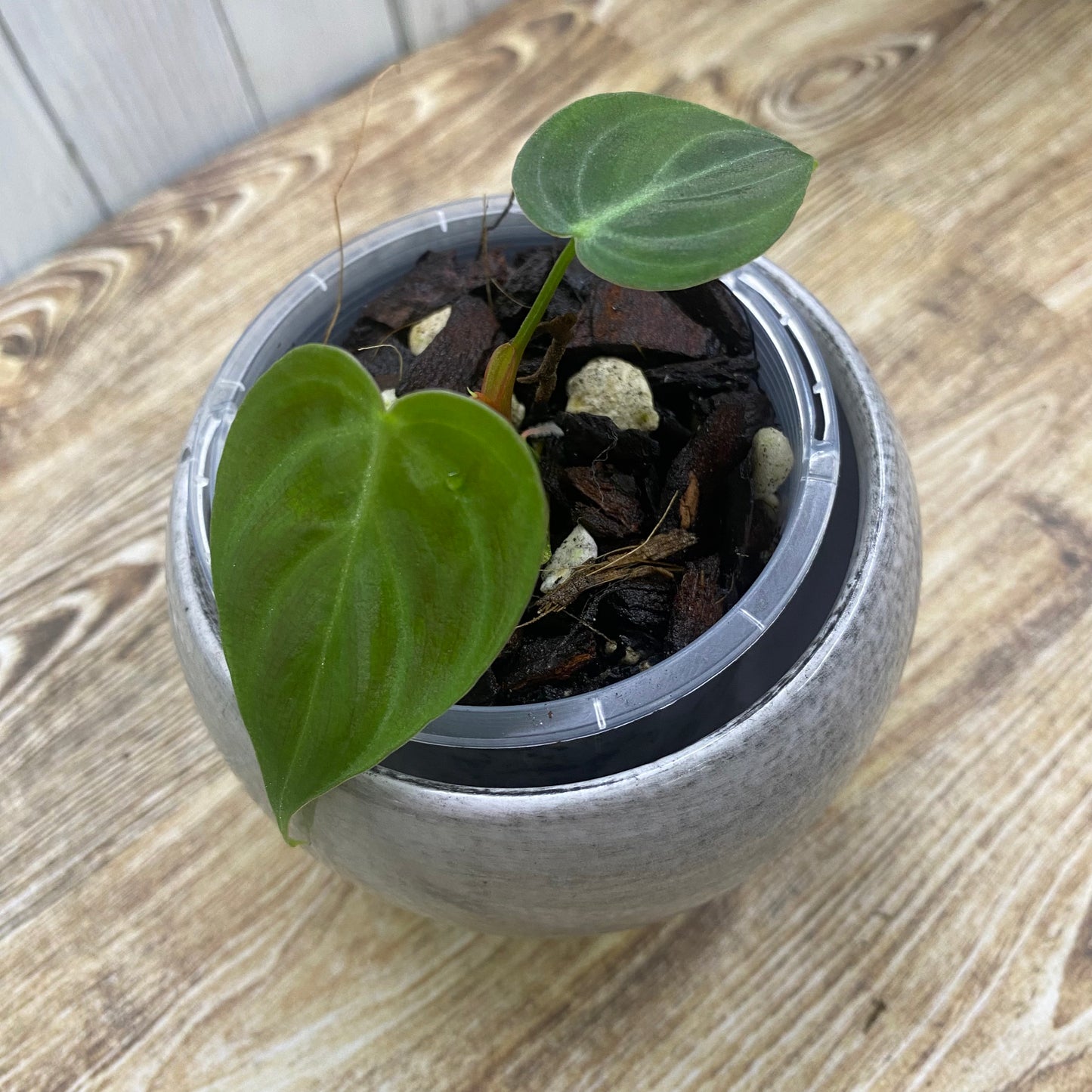 Philodendron El Choco Red