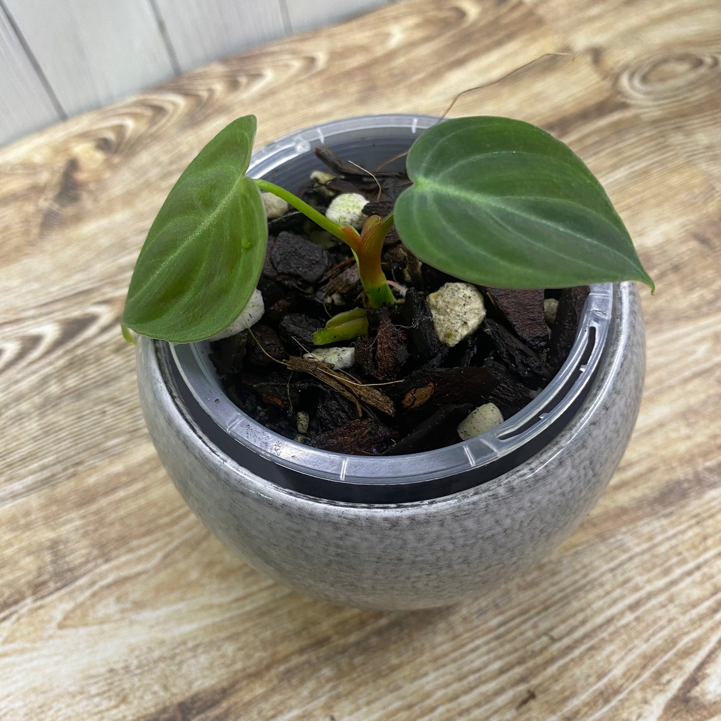 Philodendron El Choco Red