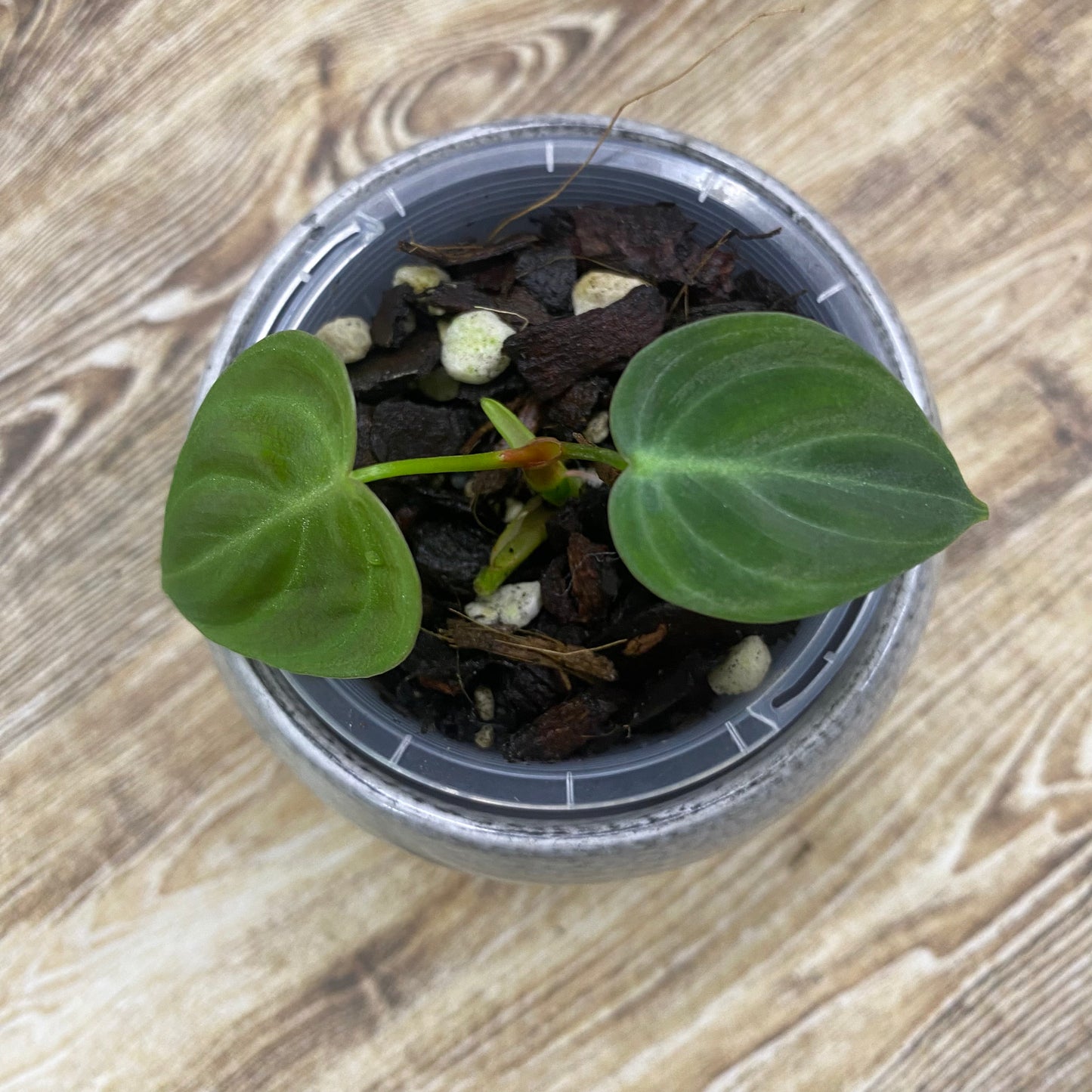 Philodendron El Choco Red