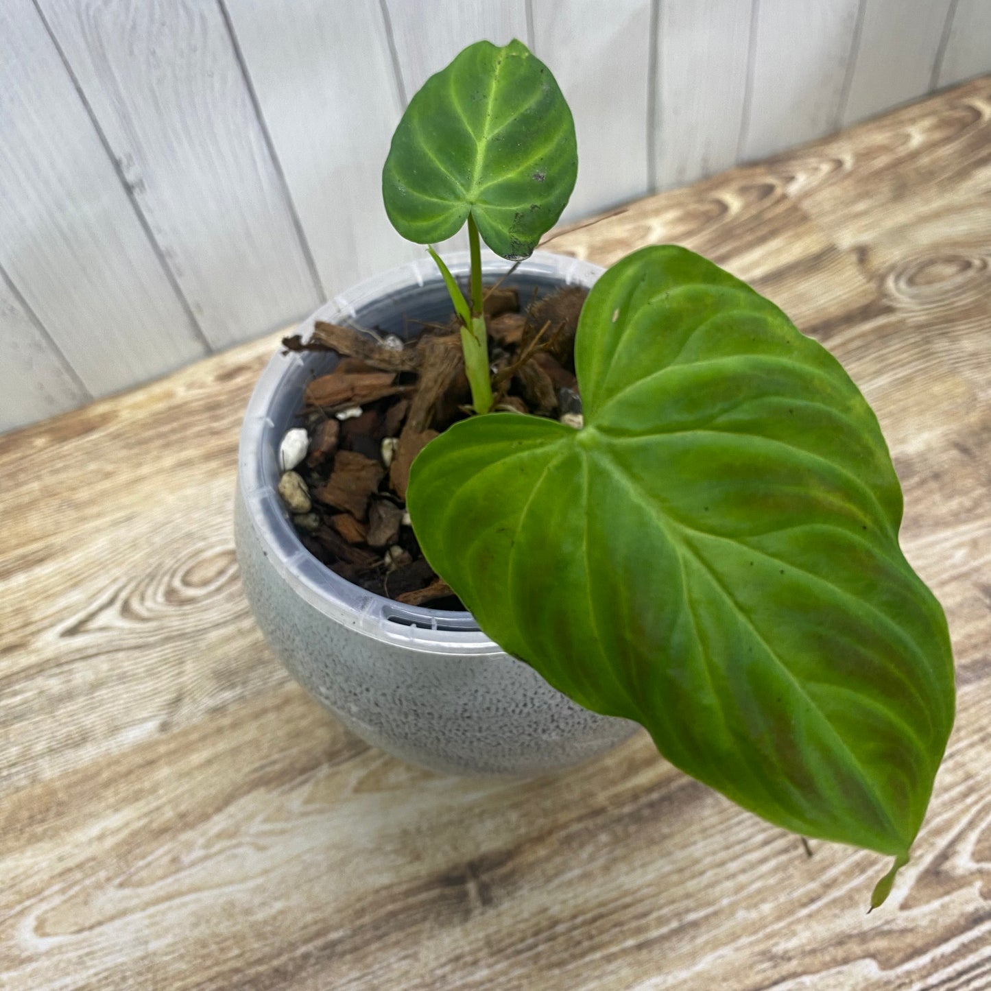 Philodendron Verrucosum