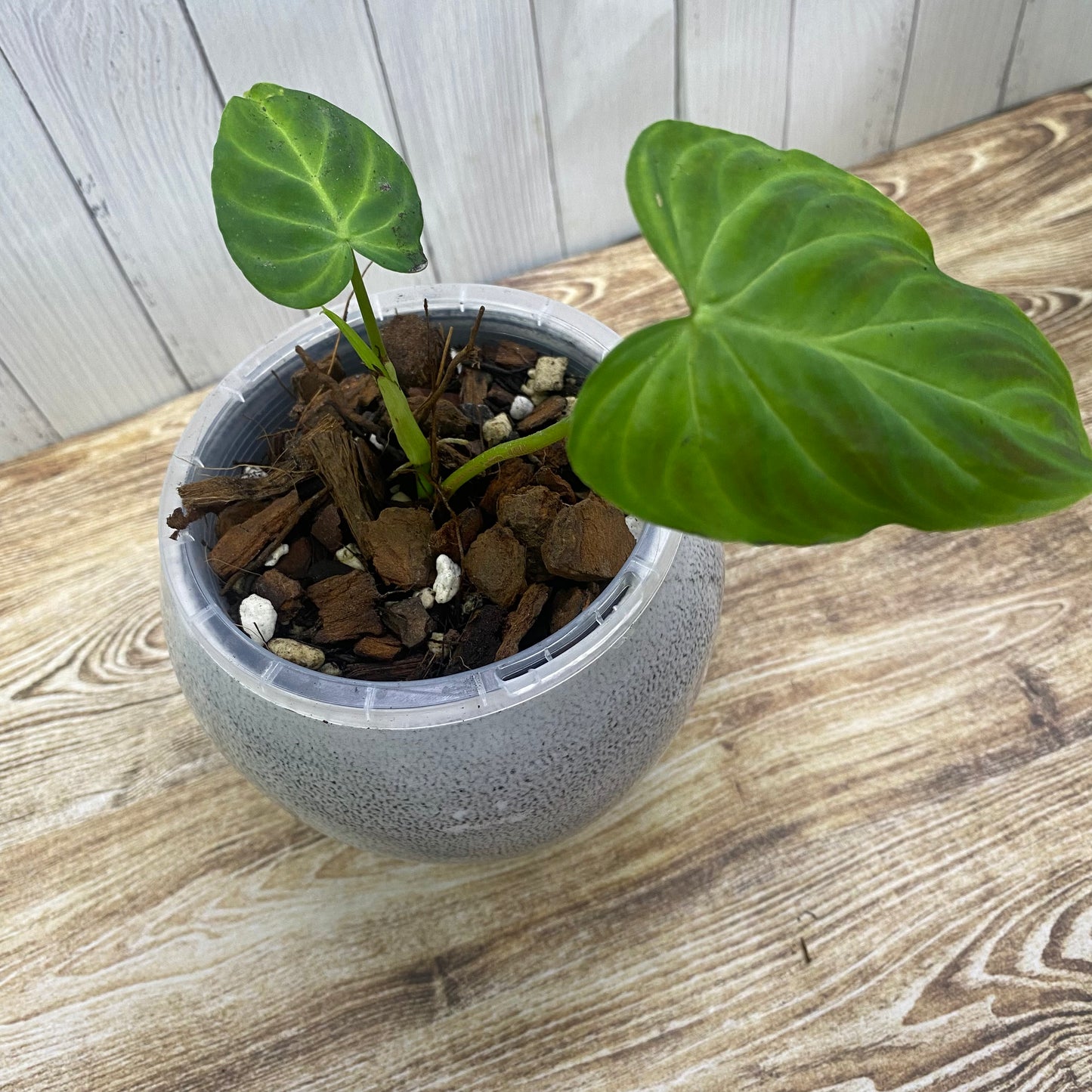 Philodendron Verrucosum