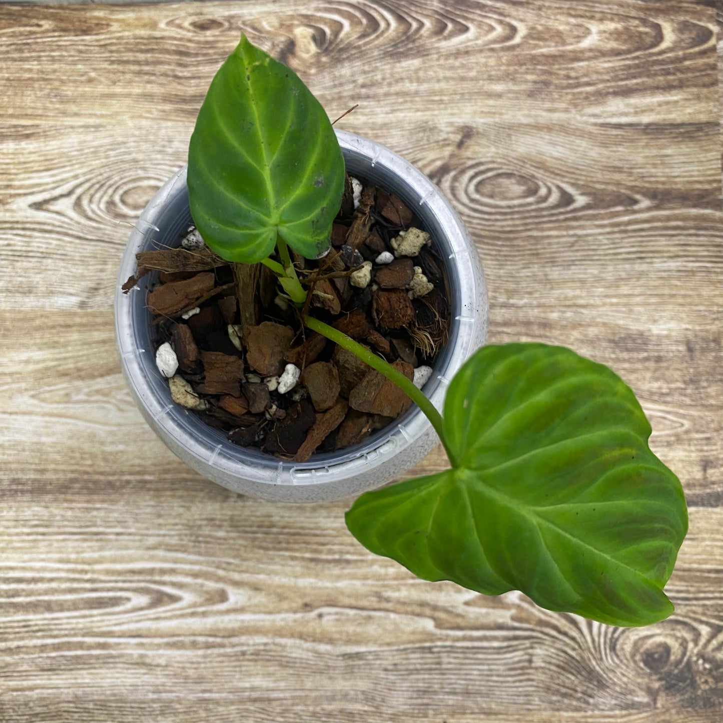 Philodendron Verrucosum