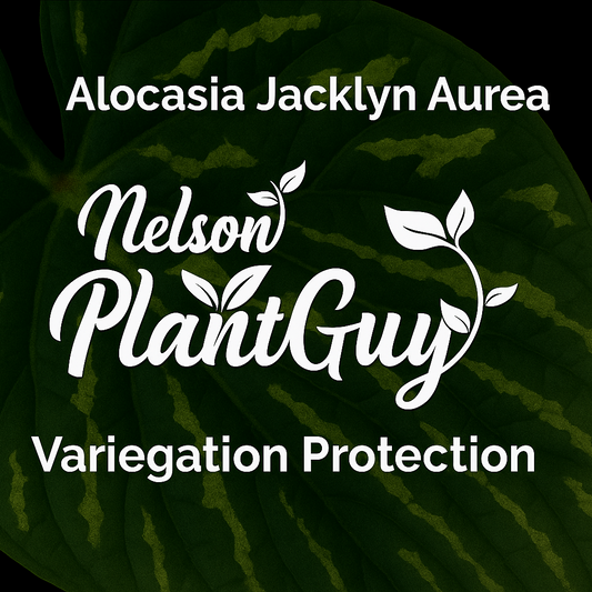 Variegation Protection Alocasia Jacklyn Aurea