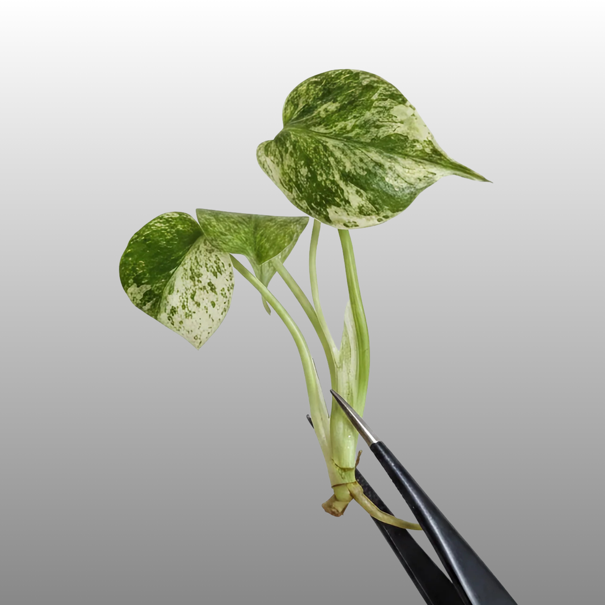 Monstera Deliciosa Jungle Mint - Tissue Culture