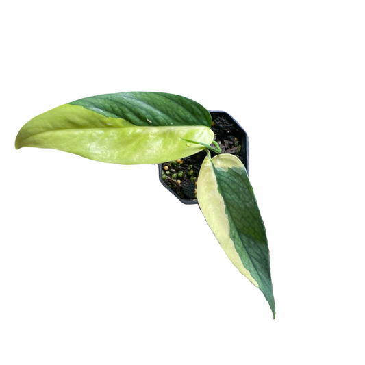 Epipremnum Pinnatum Cebu Blue Aurea D