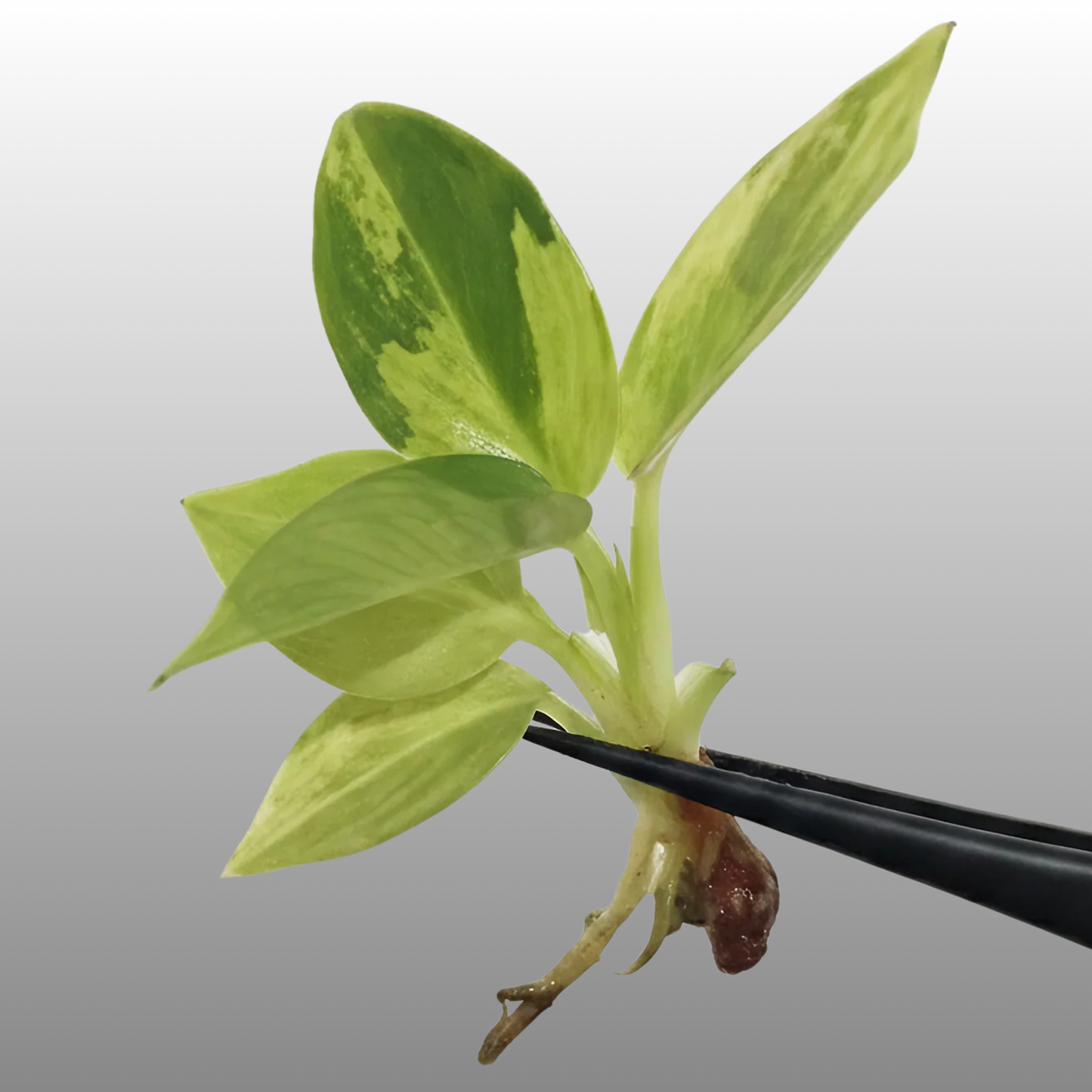 Philodendron Melanochrysum Pink Variegated - Tissue Culture - ETD 25th August