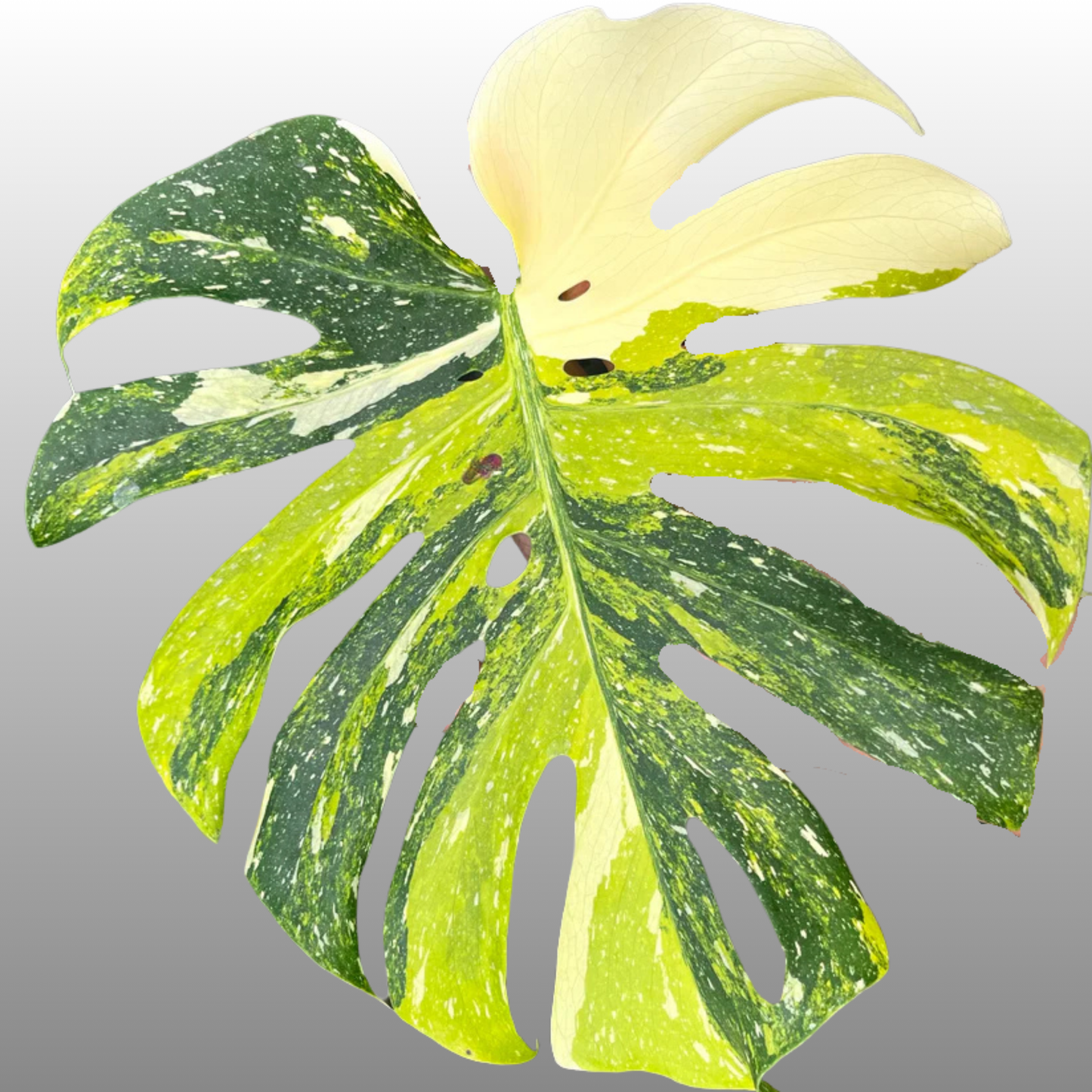 Monstera Deliciosa Thai Constellation Tricolor Miracle - Tissue Culture - Coming Soon