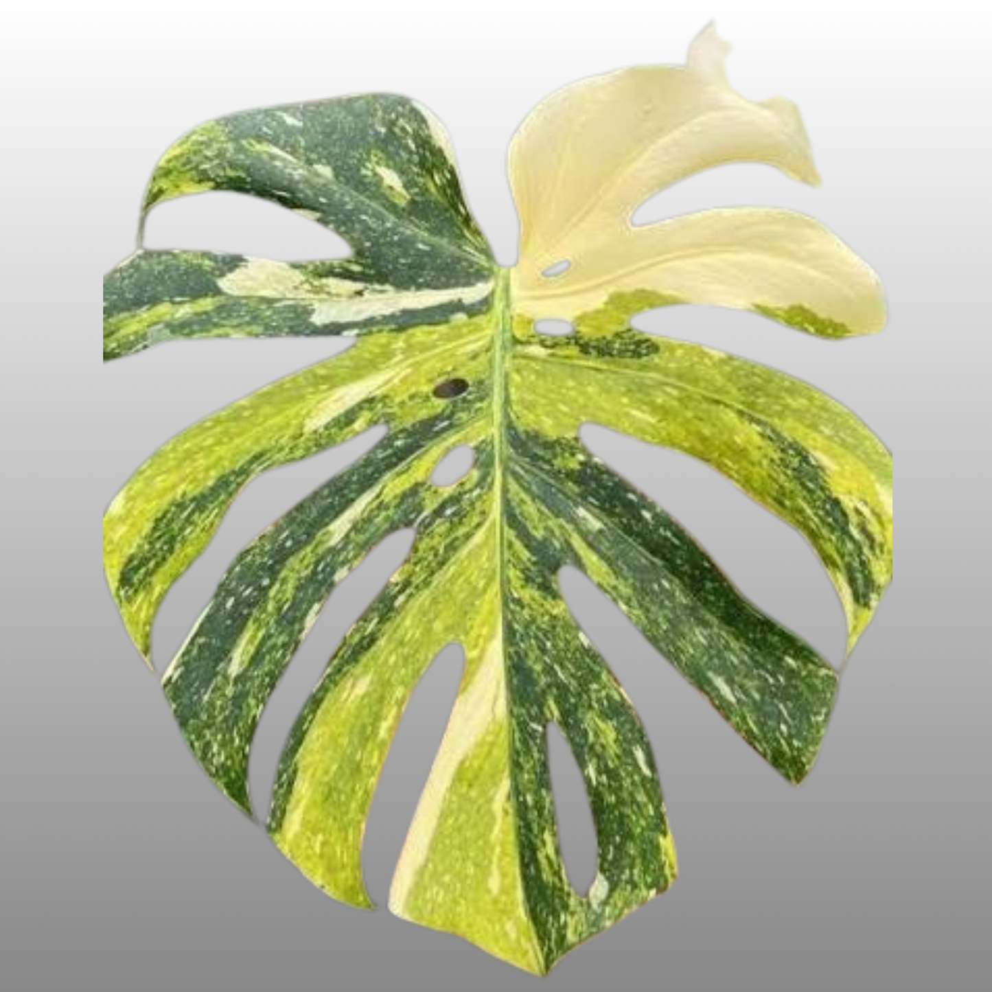Monstera Deliciosa Thai Constellation Tricolor Miracle - Tissue Culture - Coming Soon