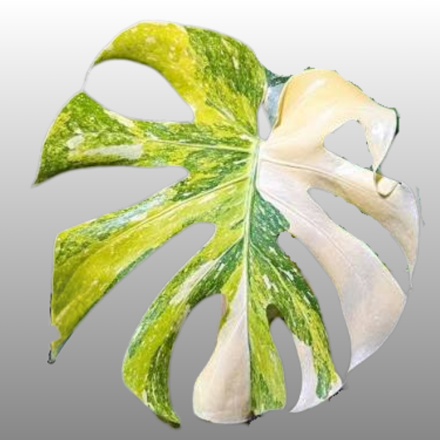 Monstera Deliciosa Thai Constellation Tricolor Miracle - Tissue Culture - Coming Soon