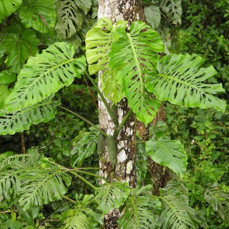 Monstera Siltepecana A