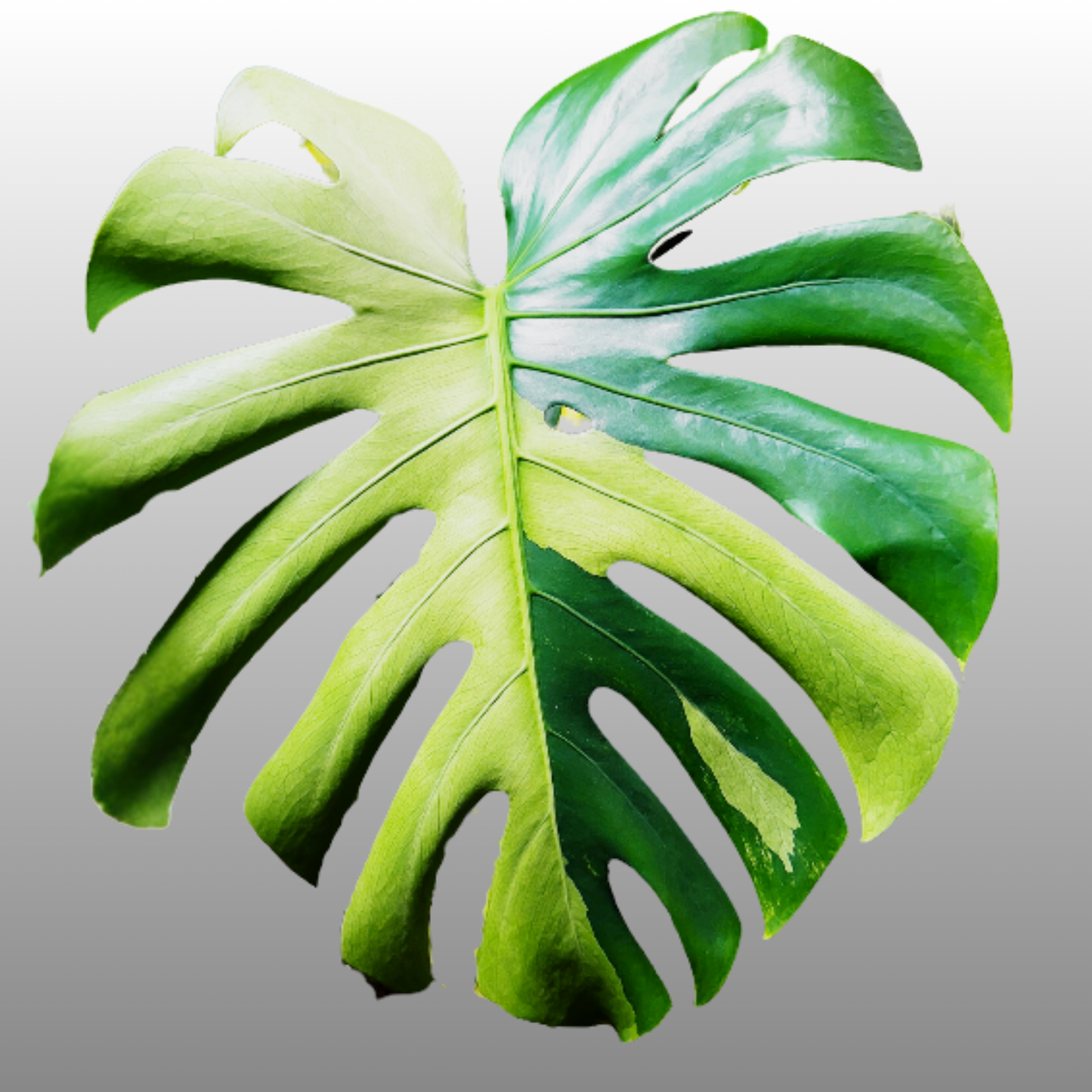 Monstera Deliciosa ‘Blue Mint Striata’ – Tissue Culture – Coming Soon