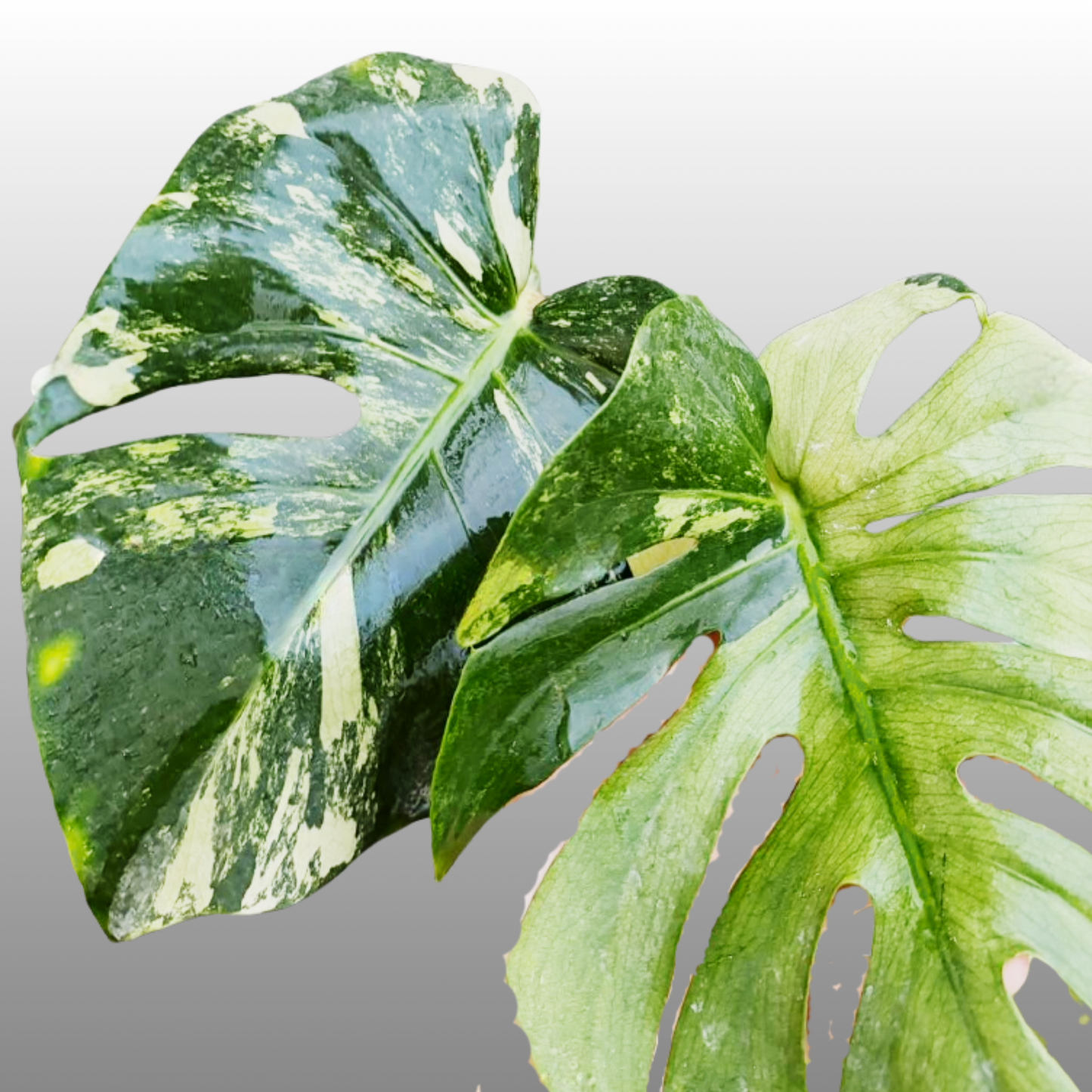 Monstera Deliciosa ‘Blue Mint Striata’ – Tissue Culture – Coming Soon