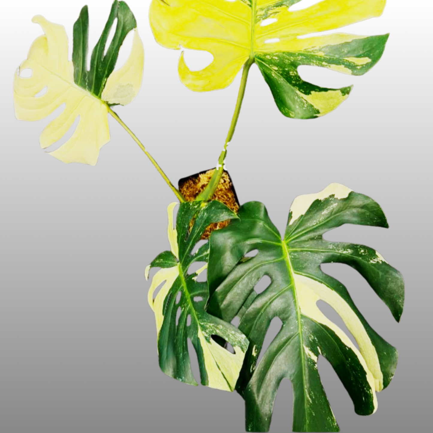 Monstera Deliciosa ‘Blue Mint Striata’ – Tissue Culture – Coming Soon