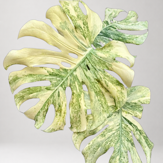 Monstera Deliciosa Legacy