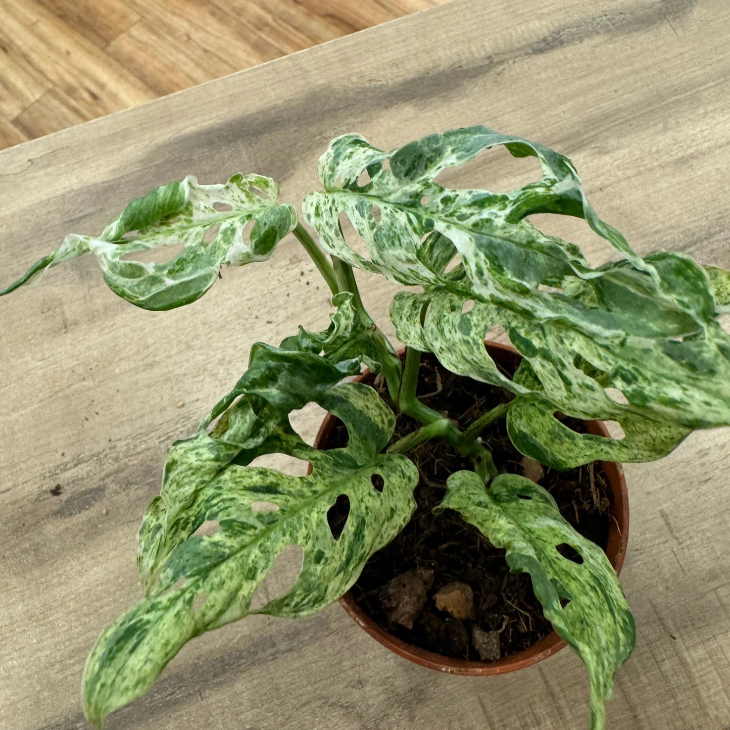 Monstera Adansonii Frozen Freckles B