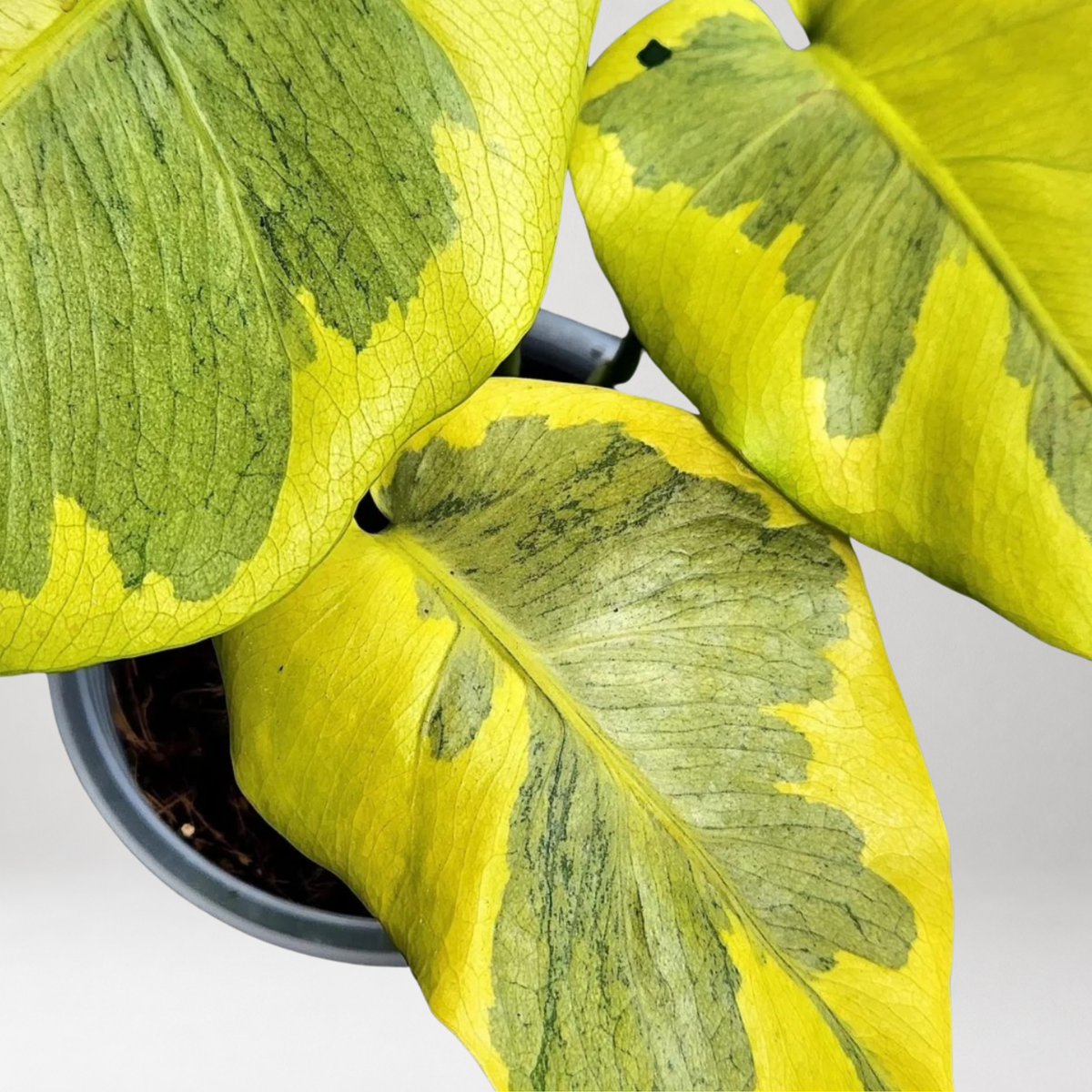 Monstera Deliciosa ‘Neon Lava’ – Tissue Culture – Coming Soon