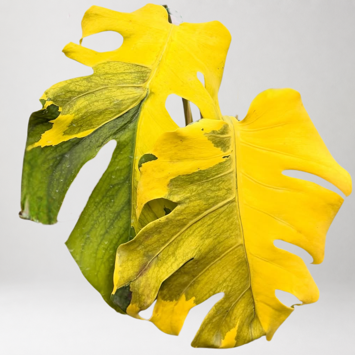 Monstera Deliciosa ‘Neon Lava’ – Tissue Culture – Coming Soon