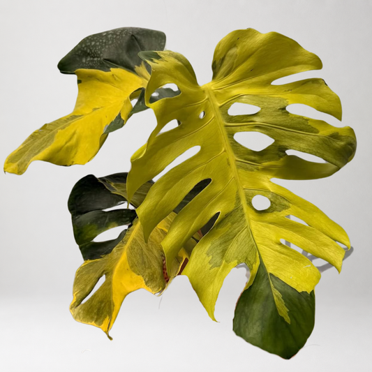 Monstera Deliciosa ‘Neon Lava’ – Tissue Culture – Coming Soon