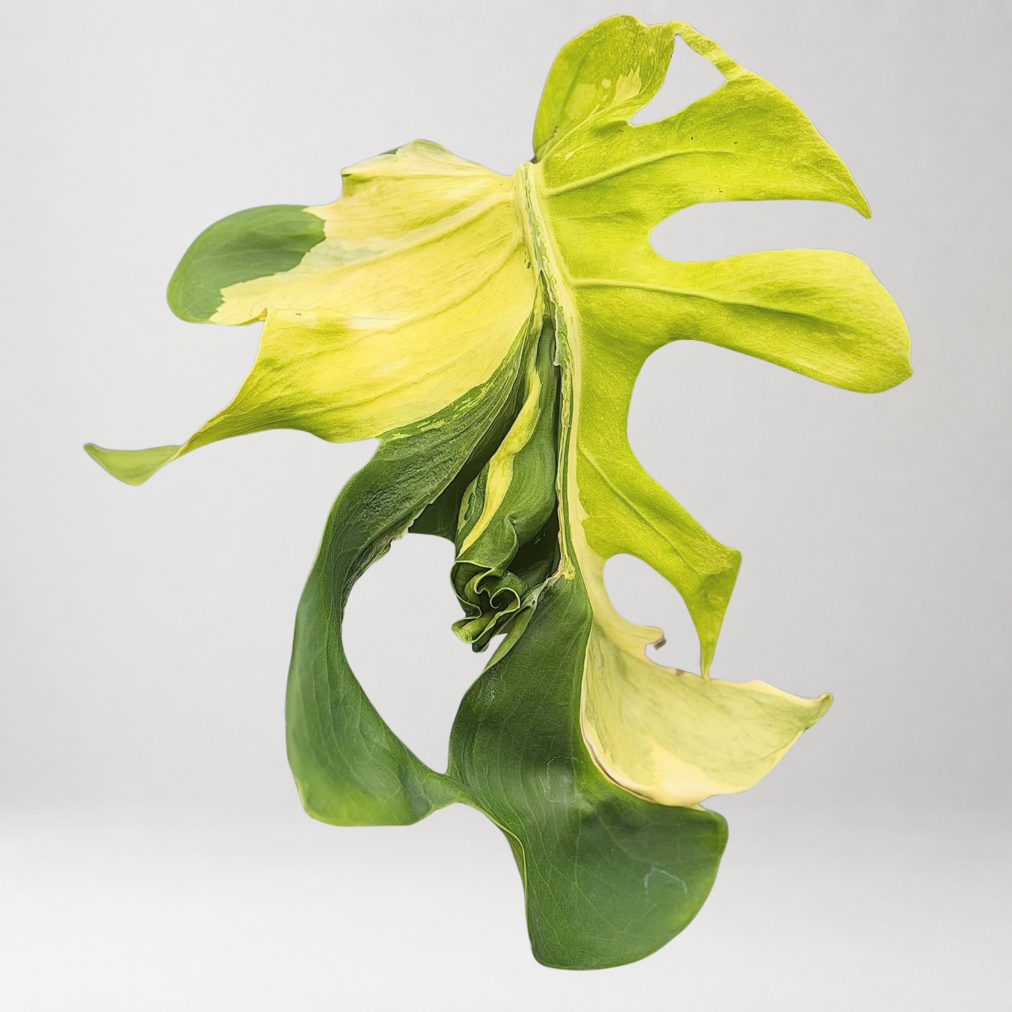 Monstera Deliciosa ‘Neon Lava’ – Tissue Culture – Coming Soon