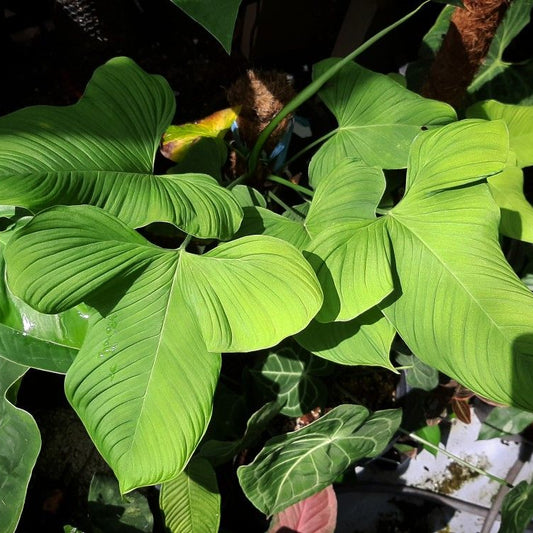 Philodendron Fibraecataphyllum