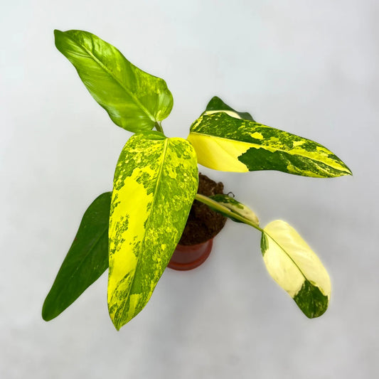 Philodendron Mango Shake A