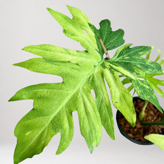 Philodendron radiatum var. pseudoradiatum Variegated – Tissue Culture – Coming Soon