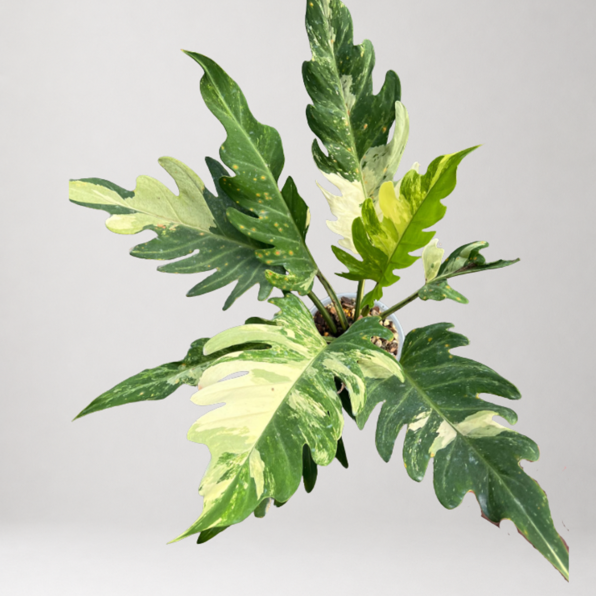 Philodendron radiatum var. pseudoradiatum Variegated – Tissue Culture – Coming Soon