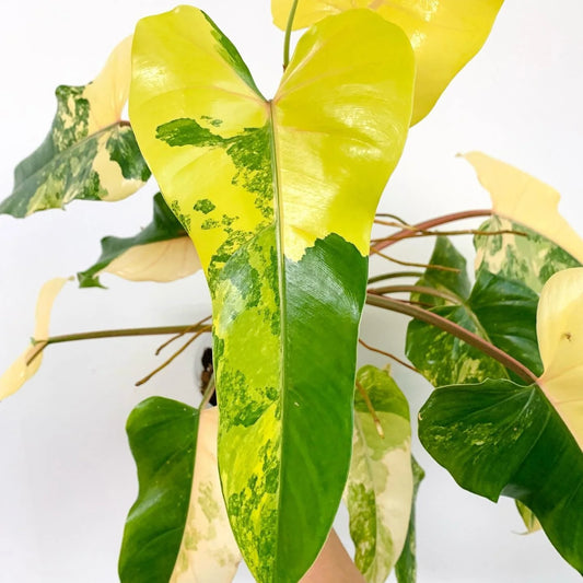 Philodendron Mango Shake B