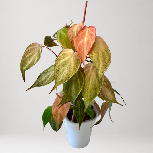 Philodendron Micans ‘Pink Mint Variegated’ – Tissue Culture – Coming Soon